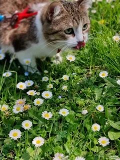 Ромашка животное