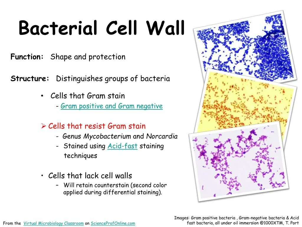 Bacterial Cell. Bacterial Cell Wall. Bacterial Cell structure Cell Wall function. Function of Cell Wall.