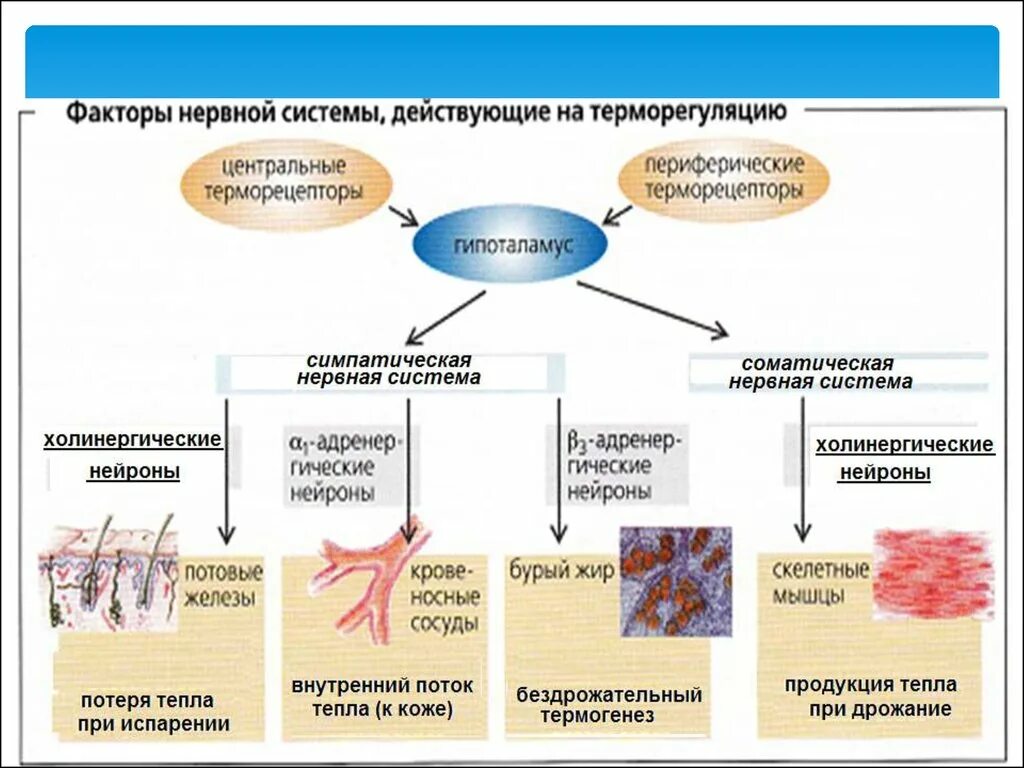 Через легкие удаляются продукты. Процессы терморегуляции. Терморегуляция организма человека. Терморегуляция физиология. Терморуляция обмена веществ в организме.