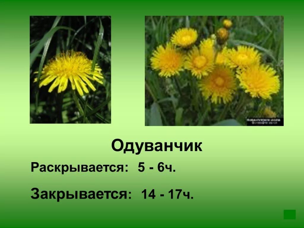 Кузбасс растения одуванчик. Одуванчики открываются и закрываются. Период цветения одуванчиков. Жёлтый одуванчик травник. Одуванчик презентация.