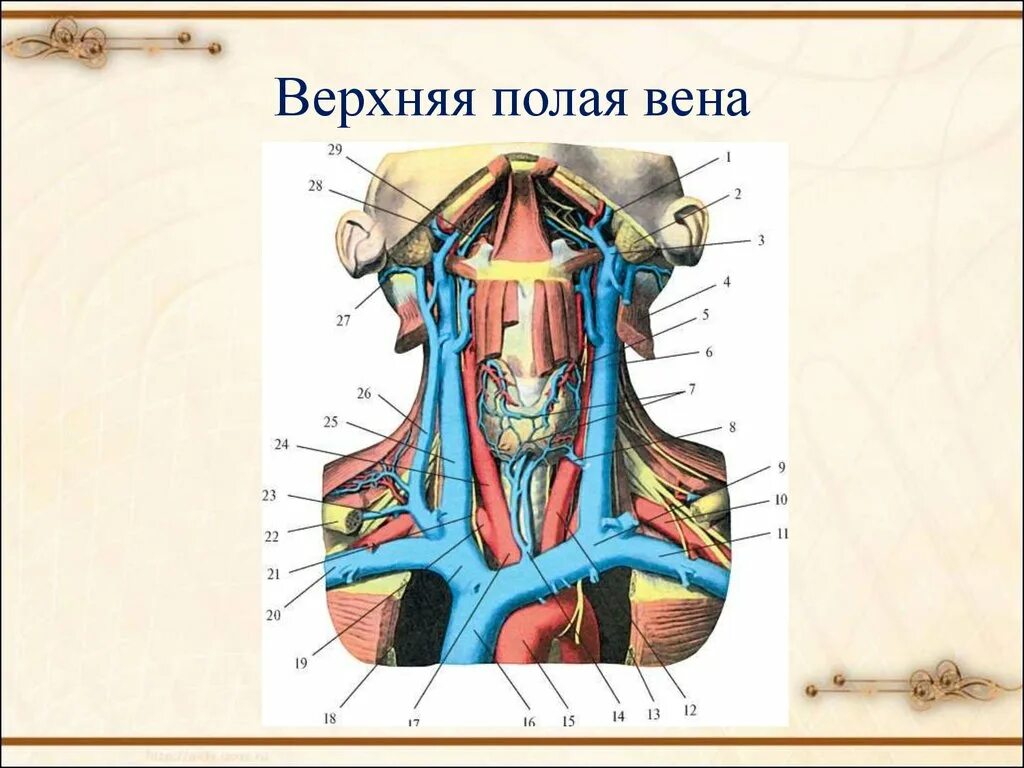 Две верхние полые вены. Система верхняя полая Вена анатомия. Вены анатомия верхняя полая Вена. Верхняя полая Вена анатомия схема. Верхняя полая Вена анатомия ветви.