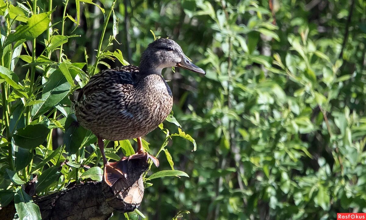 Лакорн утка. Утка поганка чомга. Что за утка 2. What the duck final. Grågås.