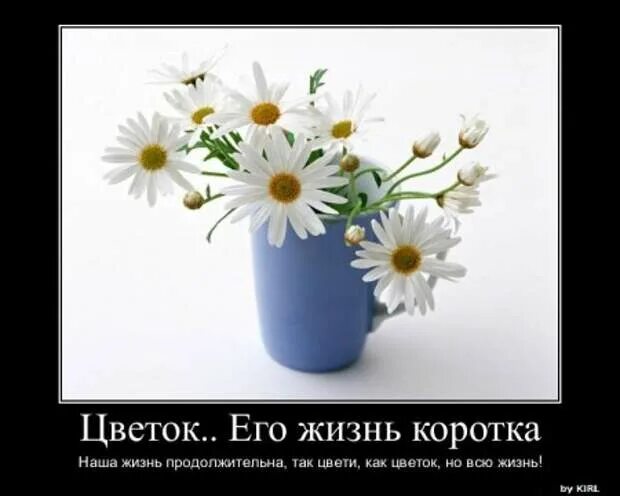 Высказывания про цвета. Фразы о цветах. высказывания о цветах. цитаты про цветы. высказывания про цветы.