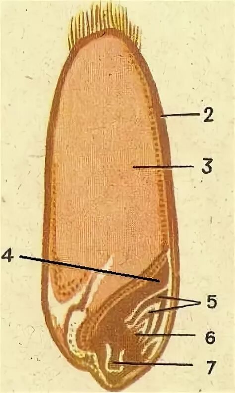 В семени пшеницы есть. Строение семени зерновки пшеницы. Зерновка пшеницы однодольная. Продольный разрез зерновки кукурузы. Части зародыша зерновки пшеницы.