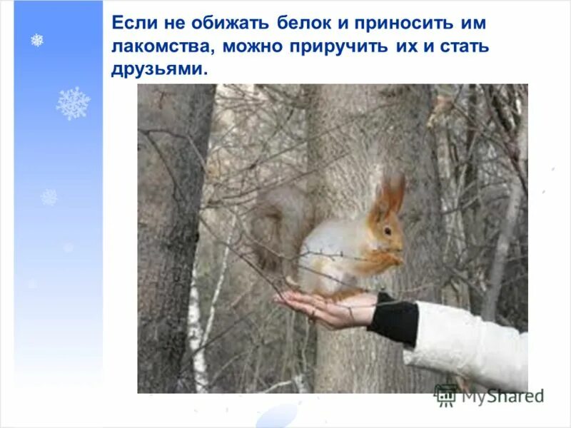 Проект о белке. Белочка самара. Какую пользу приносят белки природе. Какую пользу приносят белочки. Какую пользу приносит белка.