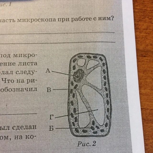 Клетка листа смородины. Строение клетки элодеи под микроскопом. Строение клетки листа элодеи. Строение листа элодеи. Строение клетки элодеи.