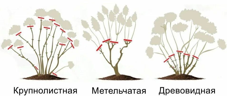 Обрезка метельчатой гортензии осенью. Схема обрезки метельчатой гортензии. Обрезка метельчатой гортензии весной. Обрезка крупнолистной гортензии осенью.