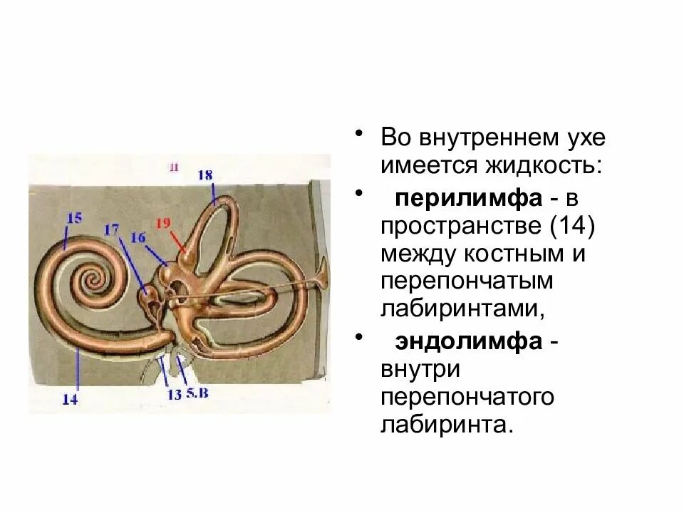 Внутреннее ухо эндолимфа. Жидкости внутреннего уха. Эндолимфа внутреннего уха. Пространство между костным и перепончатым лабиринтом.