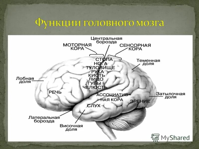 Функции человеческого мозга. Строение мозга и его функции. Основная задача мозга. Функции отделов головного мозга схема. Функции отделов головного мозга рисунок.