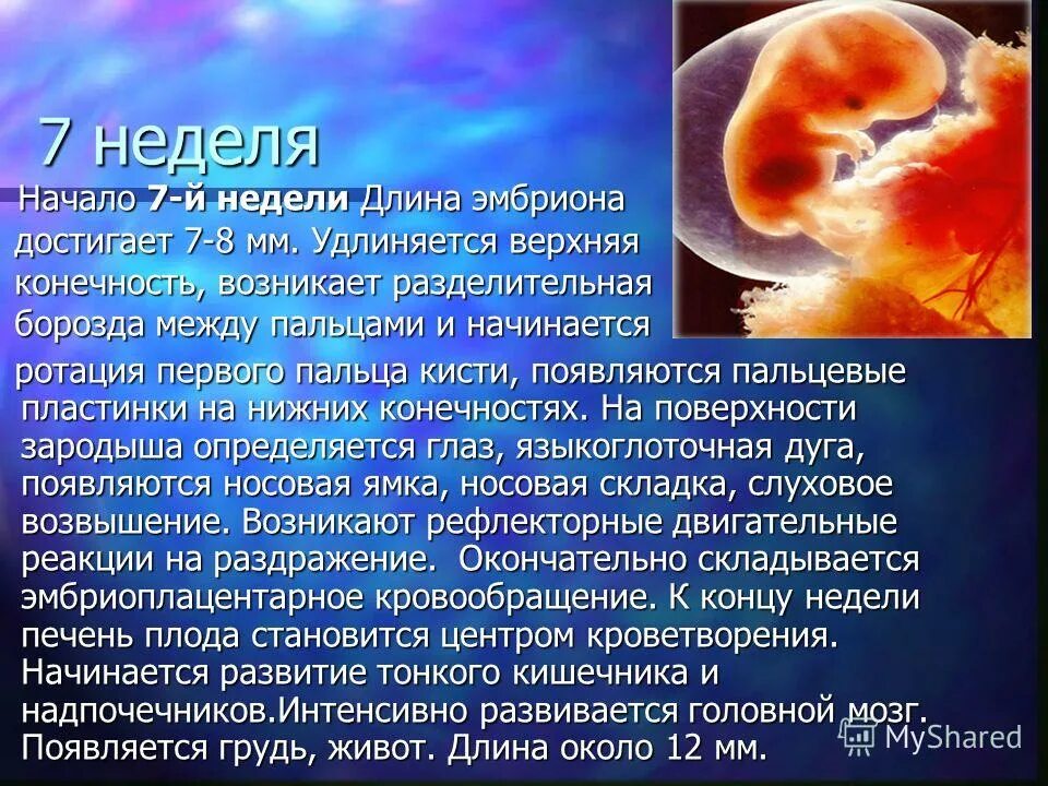 Плод становится человеком. Длина эмбриона на 7 неделе. 7-8 Неделя беременности в онтогенезе.