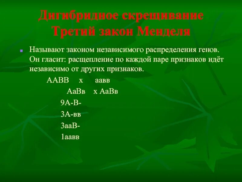 Дигибридное скрещивание какое расщепление. Закон независимого распределения. Дигибридное скрещивание третий закон Менделя. Закон независимого распределения признаков. Закон независимого распределения генов.