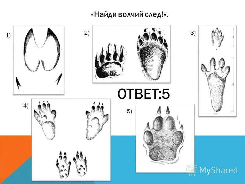 Как отличить следы. Отличие следов волка от собачьих следов. Как отличить след волка от следа собаки. Отличие собачьего следа от волка. Отличие следа волка от собаки.