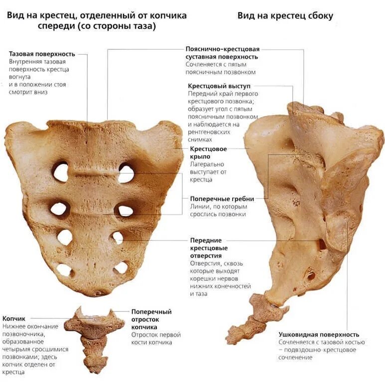 Крестец анатомия человека строение. Строение крестцового отдела позвоночника. Строение позвонков копчикового отдела. Крестцовые позвонки человека. Органы крестцового отдела