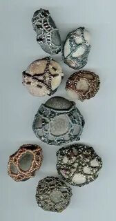 Net rocks