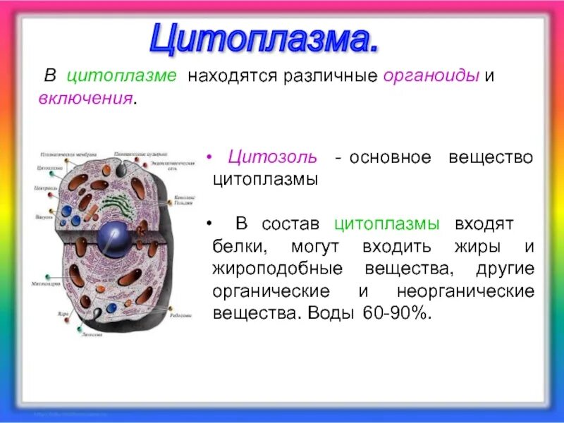 Какой основной компонент содержится в цитоплазме