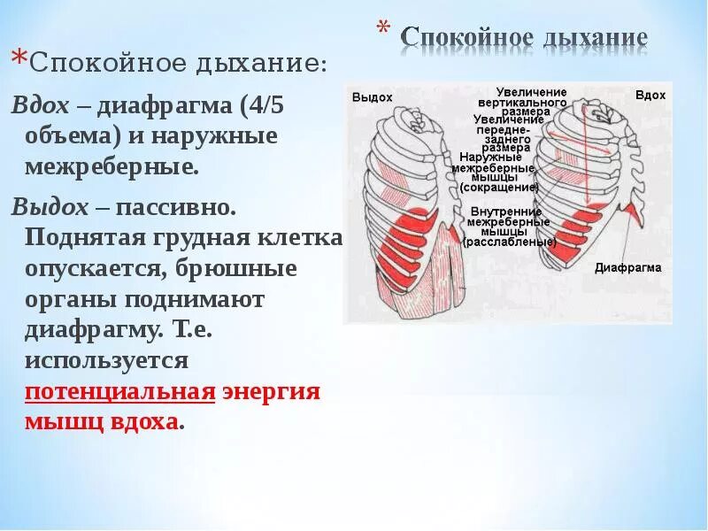 Грудная клетка при вдохе приподнимается. Межреберные мышцы дыхание. Мышцы при вдохе. Межреберные мышцы и диафрагма. Дыхательные мышцы груди.