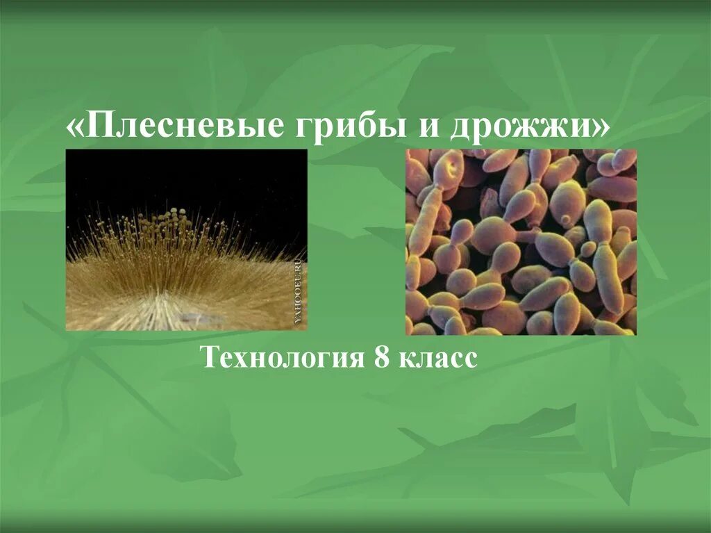 Презентация плесневые грибы 7 класс биология. Плесневелые и дрожжевые грибы. Дрожжи грибы. Плесневые ги РИБЫ дрожжи. Дрожжи это плесневый гриб.