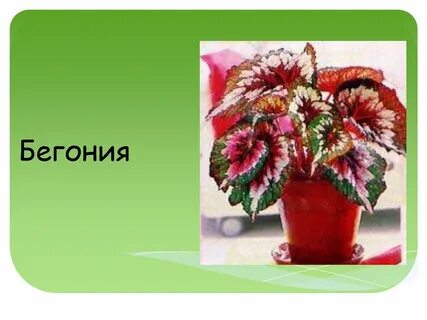 Бегония абгарян