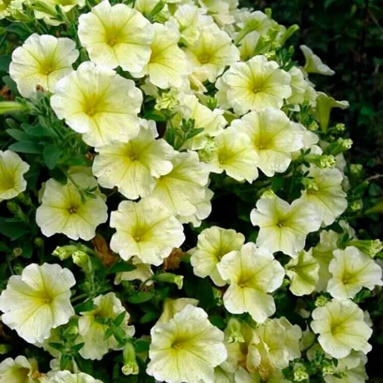 Петуния лавина жёлтая звезда f1. Петуния лавина желтая звезда. Петуния ампельная лавина желтый каприз. Петуния лавина жёлтая звезда f1. Петуния лавина жёлтая звезда f1.