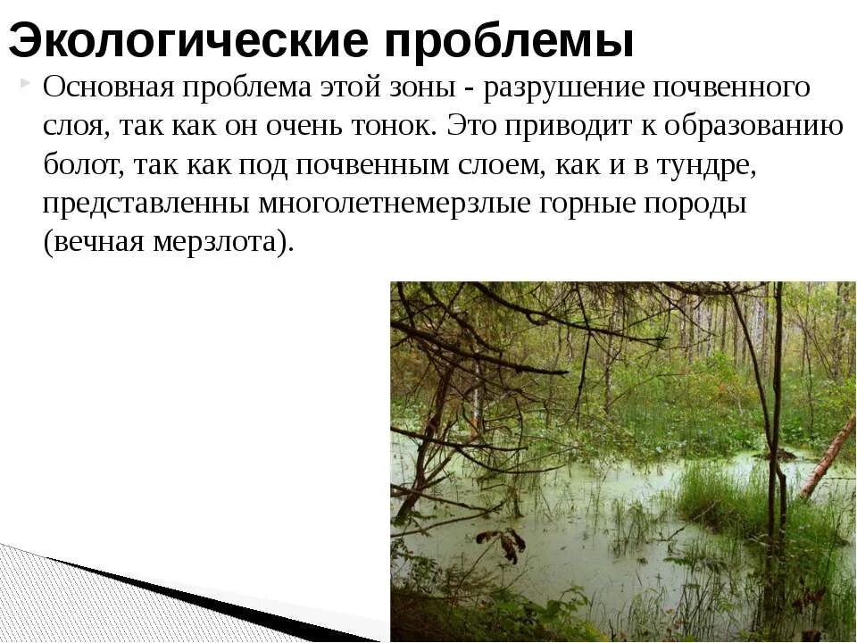 экологические проблемы зоны тундры и лесотундры. экологические проблемы в ту. экологические проблемы тундры и лесотундры. экологические проблемы тундры. экологические проблемы тундры и лесотундры.