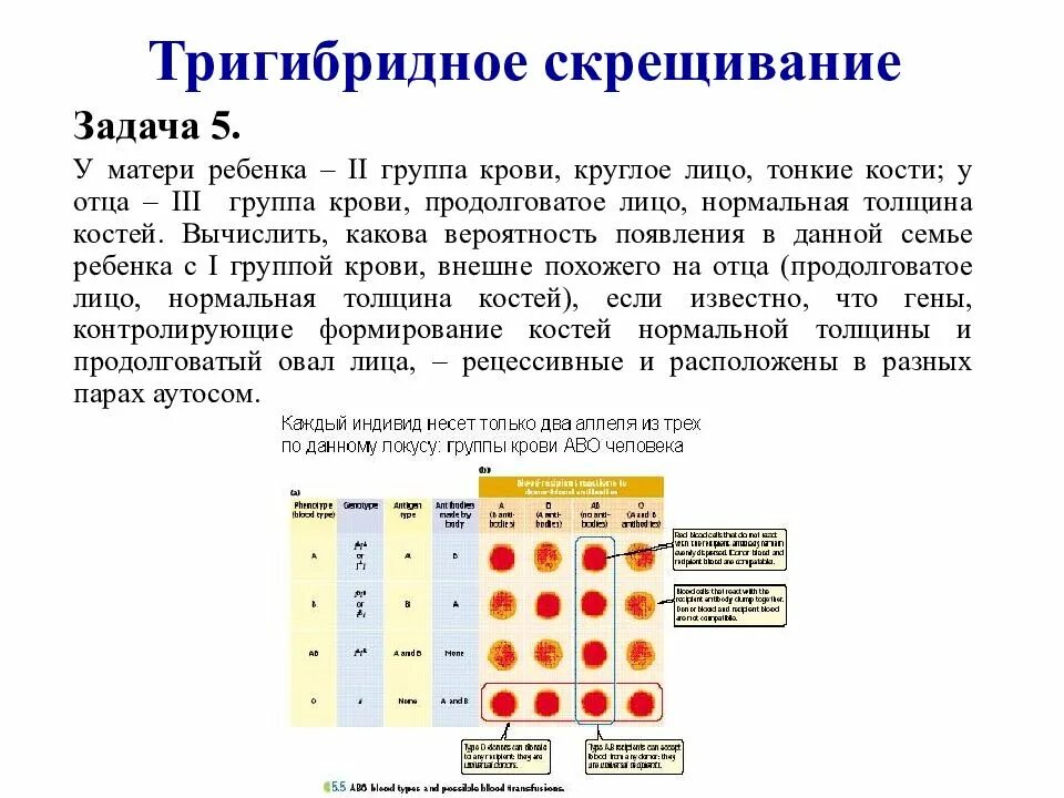 Решение задач на группы крови. Задачи по генетике Тригибридное. Полигибридное скрещивание задачи. Расщепление при тригибридном скрещивании. Тригибридное скрещивание задачи с решением.