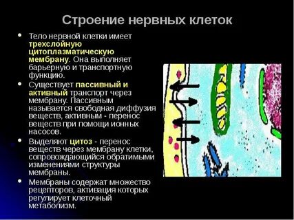 Обладает барьерной функцией