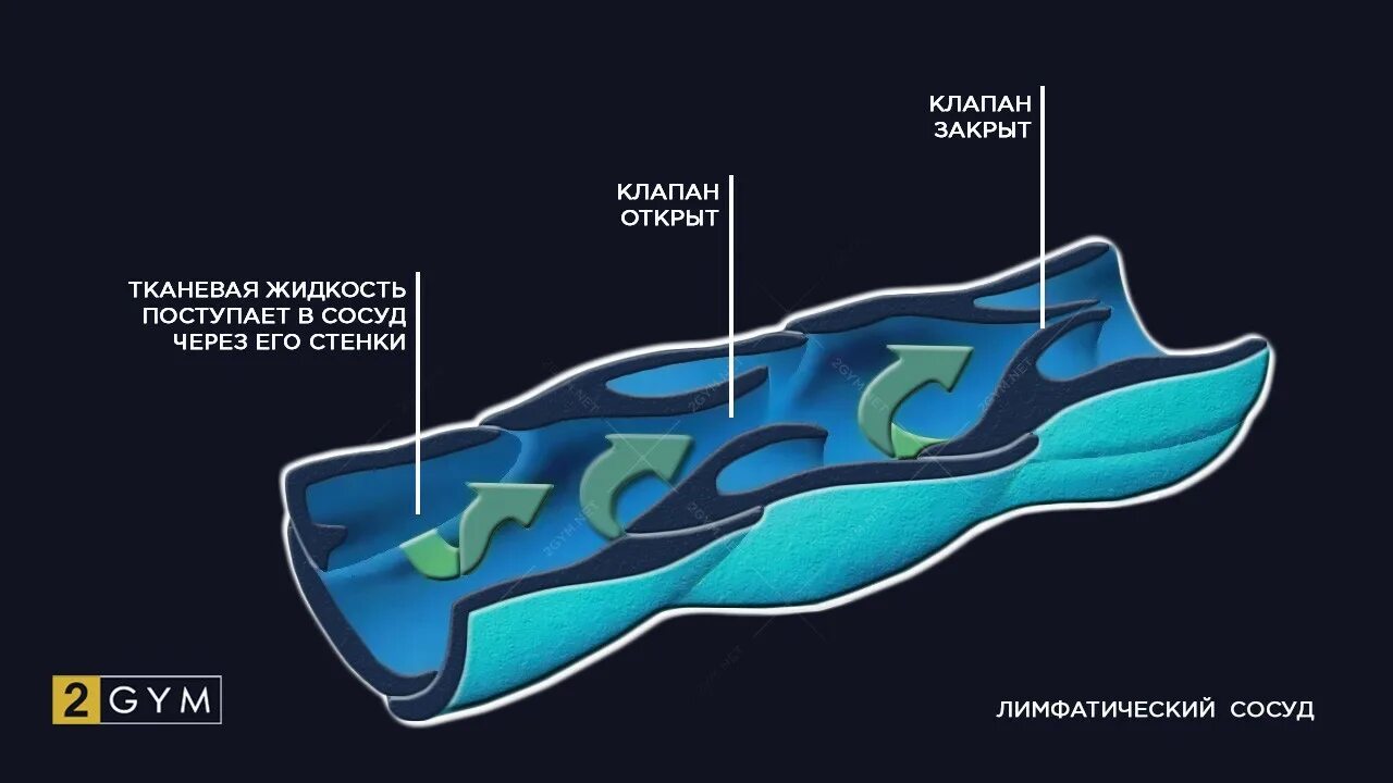 Лимфатические сосуды клапаны. Строение лимфатических сосудов. Клапаны лимфатических сосудов. Лимфатические сосуды. Лимфангион и клапаны.