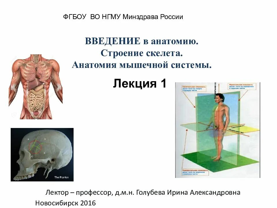 Темы рефератов на анатомию. Введение в анатомию человека. введение в анатомию человека презентация. картинки введение в анатомию.