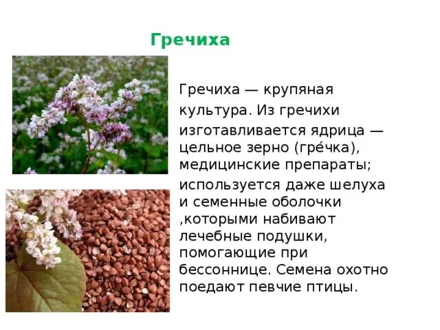 Гречиха класс. Гречиха культурное растение. гречиха зерновая культура. зерновые культуры гречиха растение. гречка описание растения.