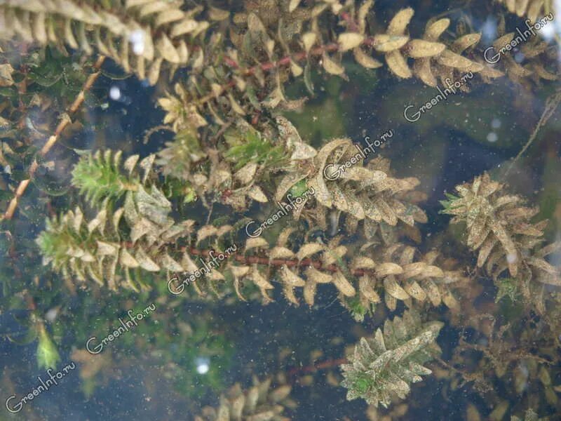 Элодея где. Элодея канадская водяная чума. элодея канадская водные растения. элодея в озере. элодея канадская в водоеме.