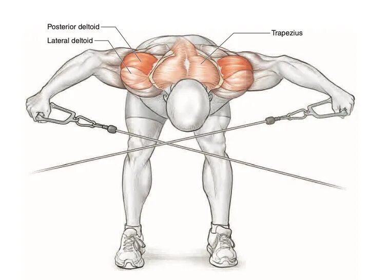 Упражнения на трапециевидную. Задняя дельтовидная мышца упражнения. Трапеция и задняя Дельта. Упражнения на среднюю и заднюю дельту. Дельта и трапеция мышцы.