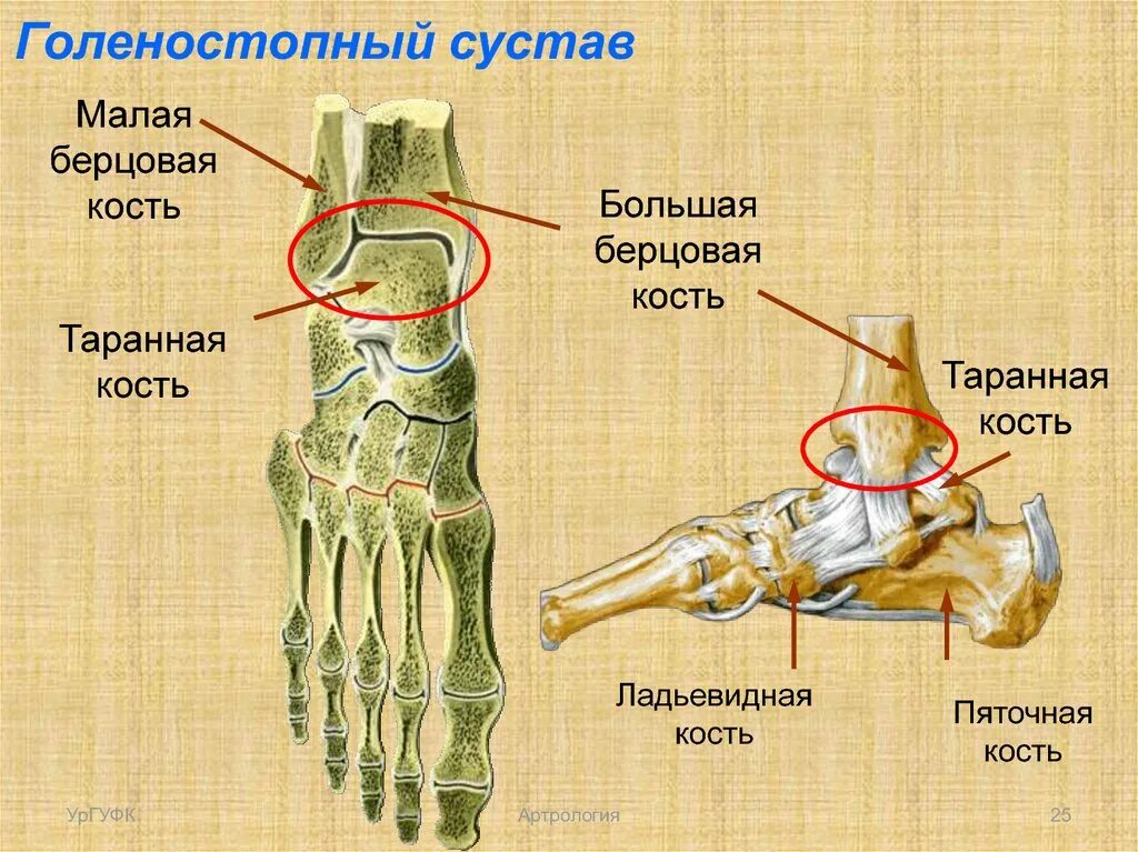 Находится берцовая кость. 3 Берцовая кость. Ладьевидная кость голеностопного сустава. Берцовая кость голеностопный сустав. Большая и малая берцовая кость.