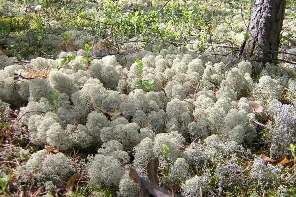 Plant north. Ягель Олений мох. Лишайник ягель. Кладония ягель. Белый мох ягель.