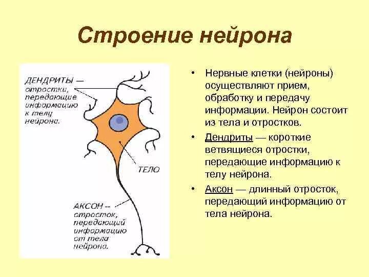Клетка нейрон строение. Нервная система строение нейрона. строение нервной клетки строение нейрона. аксон длинный отросток нейрона. строение отростков нейрона.