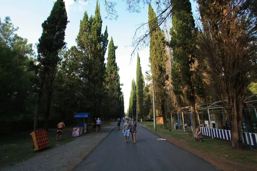 Кипарисовая аллея абхазия. Абхазия аллея. Приморский парк гагра. Царская аллея в новом афоне абхазия. Роща пицундской сосны абхазия.