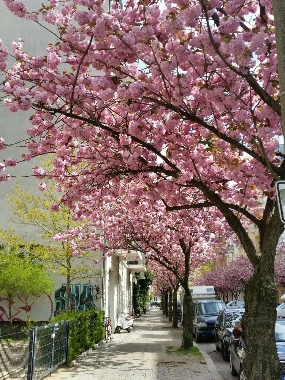 Сакура в петербурге