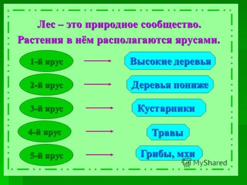 Природное сообщество лес. Схема природного сообщества. Таблица ярусы леса. Название природного сообщества – лес.. Почему лес природное сообщество