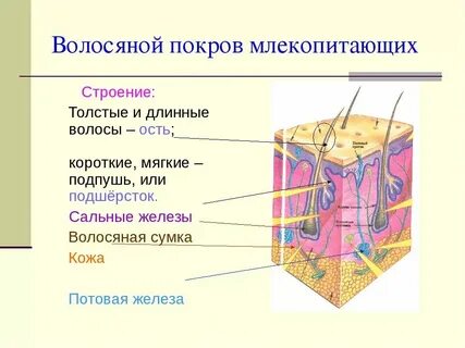 Какие покровы у простейших