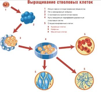 Стволовые клетки в каких тканях