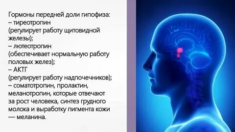 Гормон передней