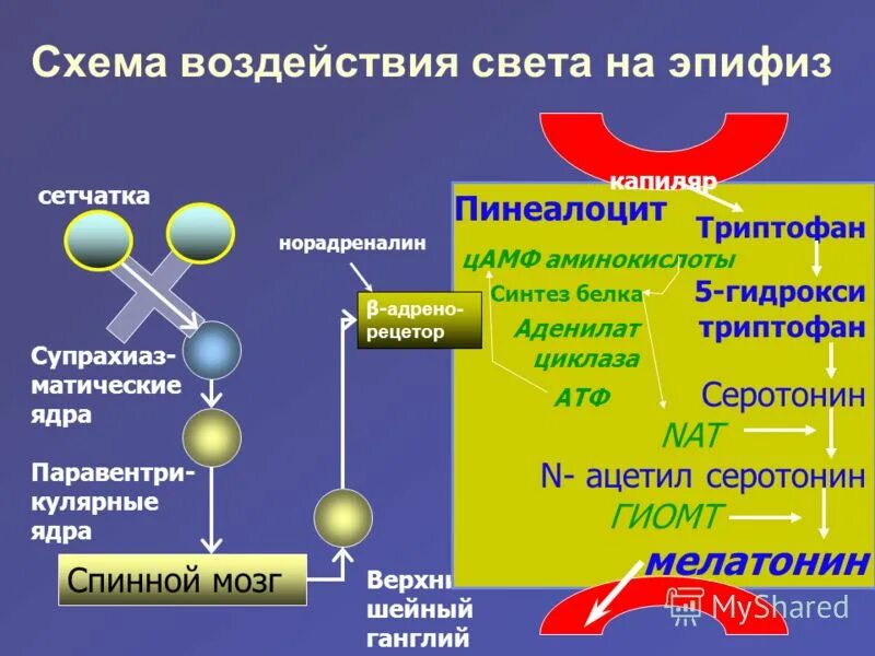 Тироксин органы мишени. Эпифиз мелатонин и серотонин. Серотонин органы мишени. Мелатонин органы мишени. Мелатонин синтезируется из аминокислоты.