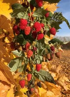Селекции плодовых культур