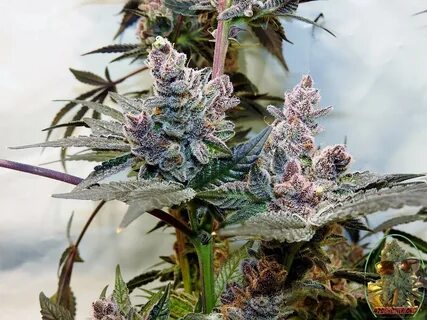 Auto cookies