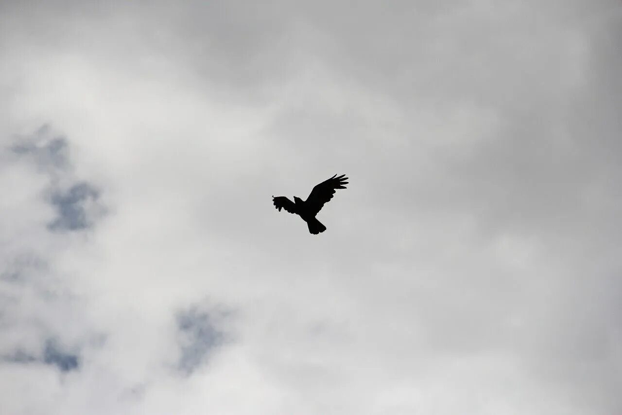 Стая ворон в небе. Черные птицы в небе. Птицы в небе. Стая воронов. Черные вороны в небе.