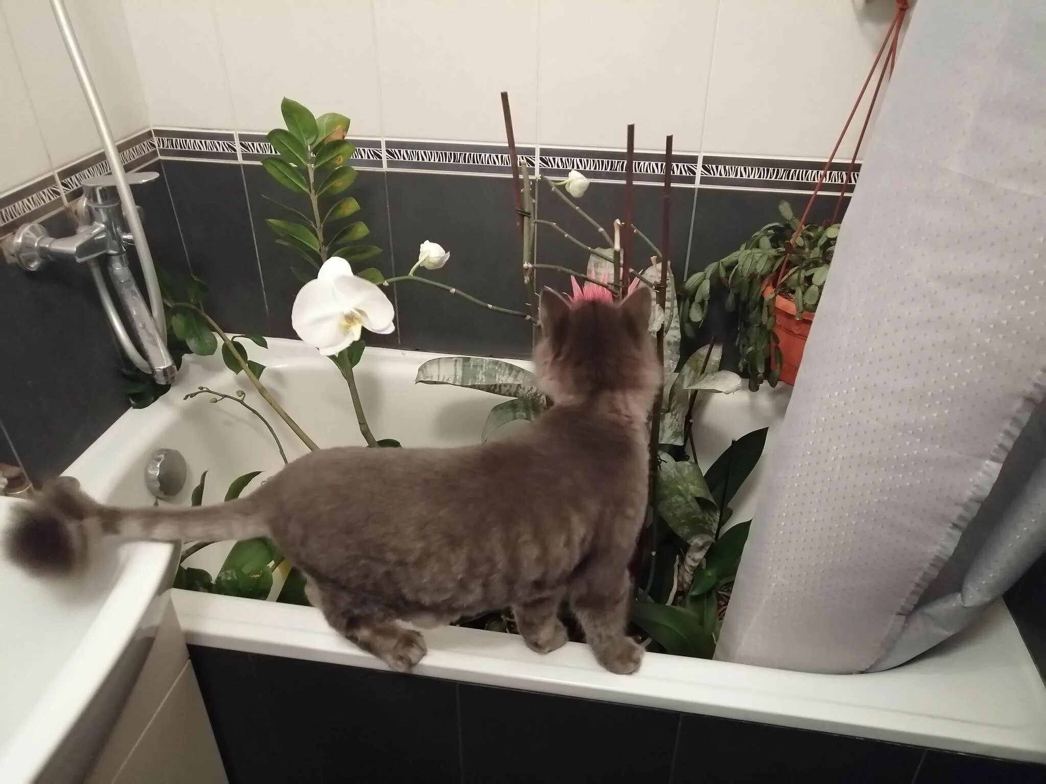 Кот в ванне. Котик в ванне с уточками. Кот в ванной фото. Вездекот. Видео кота в ванной