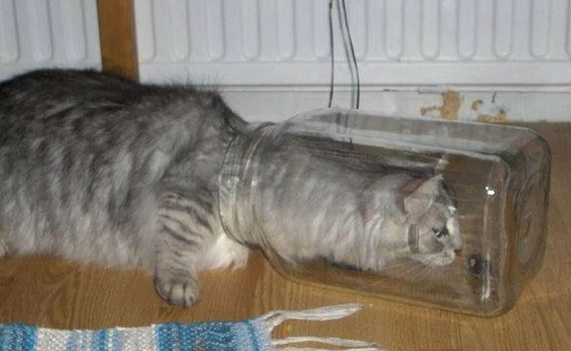 Кот застрял в банке. Кот в банке. котик с банкой. кот с банкой на голове.