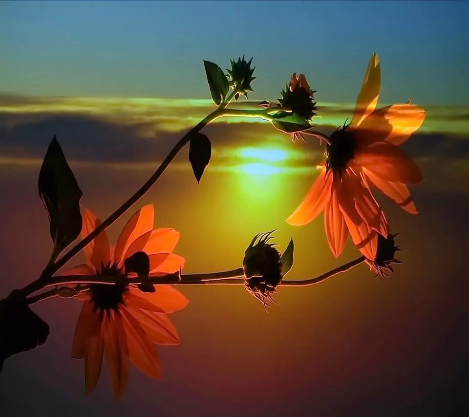 Цветы на фоне заката. Вечерние цветы. Цветы на закате солнца. Чудесный закат. Добрый вечер открытки весенние очень красивые