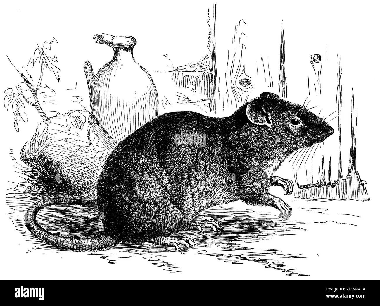 Чёрная крыса Rattus Rattus ареал. Дебют норвежской крысы. Крыса Винтаж. Rat Rattus norvegicus рисунок. Серая крыса строение