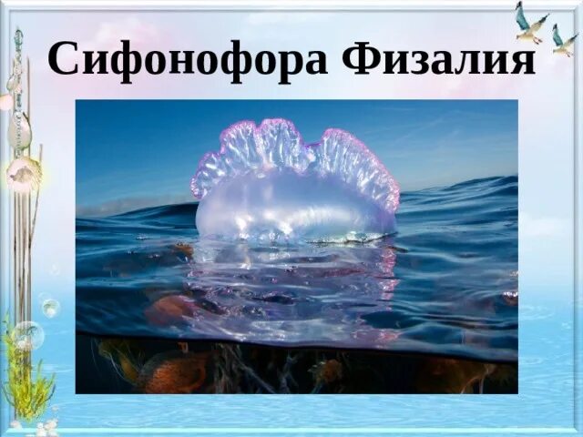 Сифонофоры это 3 класс литературное чтение. Сифонофоры это 3 класс литературное чтение