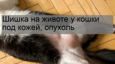 У кошек под животом